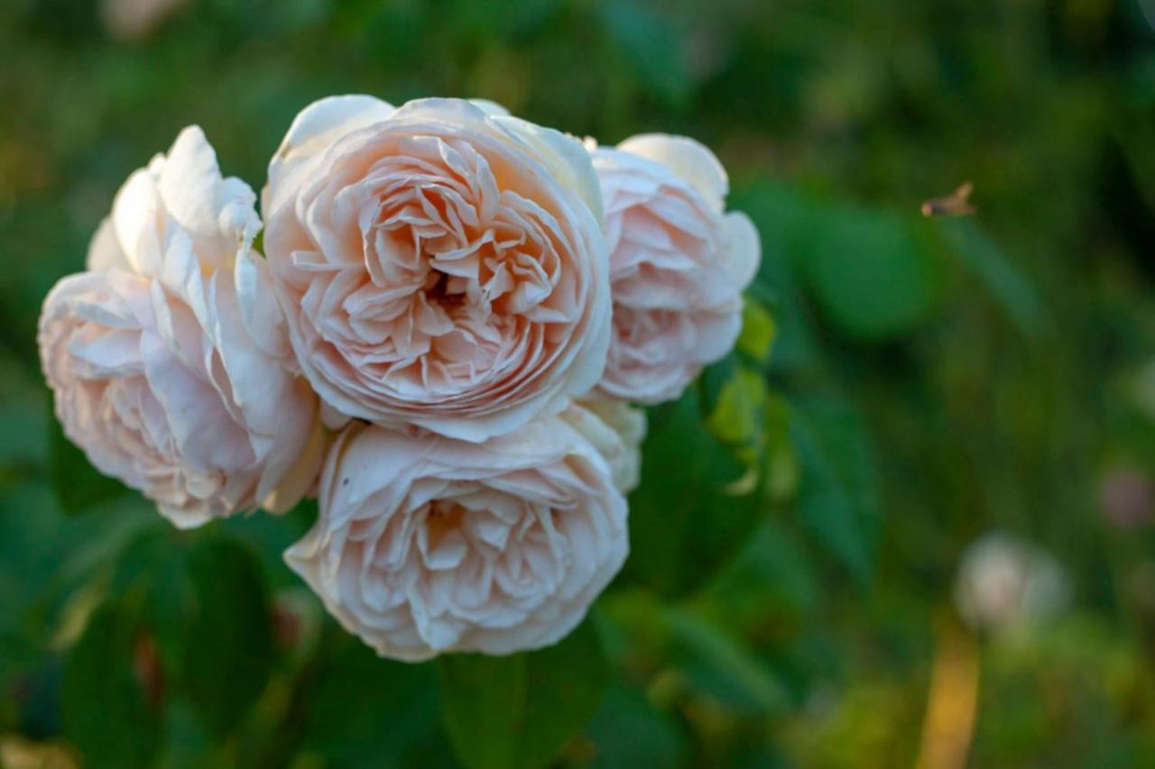 Willa Au Jardin De La Marquetterie Cigogne Zewnętrze zdjęcie