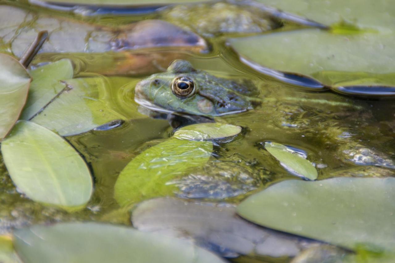 Willa Au Jardin De La Marquetterie Cigogne Zewnętrze zdjęcie